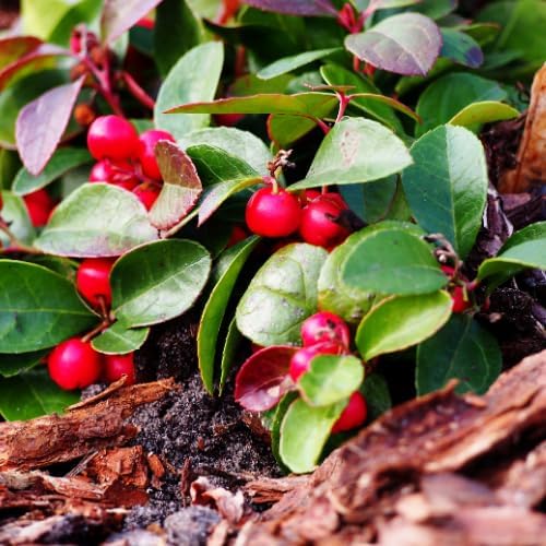 Gaultheria Cherry Live Plant, 4-7" Teaberry Plants - Image 2