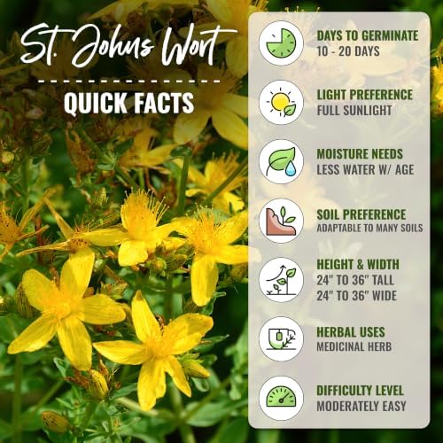 Seed Needs St. John's Wort Seeds to Plant an Herb Garden - 2 Packs - Image 4