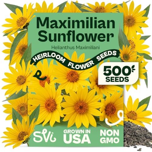 SVI 500 Maximilian Sunflower Heirloom Flower Seeds Helianthus maximiliani by SVI