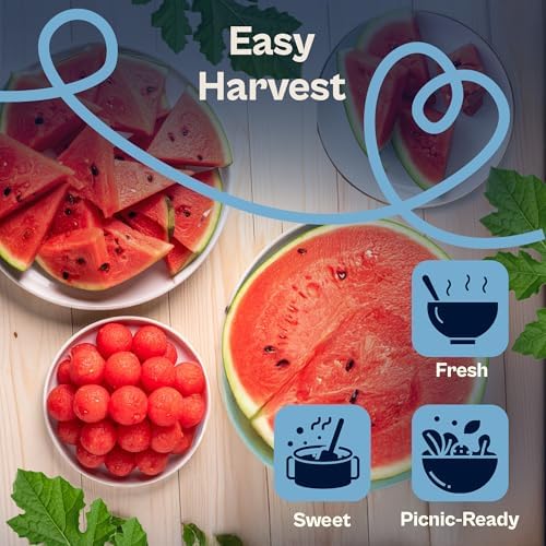 SVI 75 Sugar Baby Watermelon Seeds for Planting (Citrullus lanatus) – Sweet Watermelon, Heirloom Mini Watermelons – Fruit Seeds to Plant in Outdoor Garden & Large Containers - Image 4