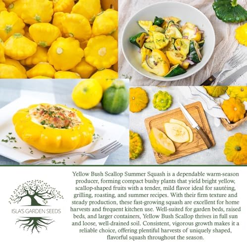 Yellow Bush Scallop Summer Squash Seeds (Pattypan, Cucurbita pepo var. clypeata) – 30+ Non GMO Heirloom Seeds by Isla’s Garden Seeds, Ideal for Compact Garden Growing, Excellent Kitchen Use, Gift Idea - Image 6