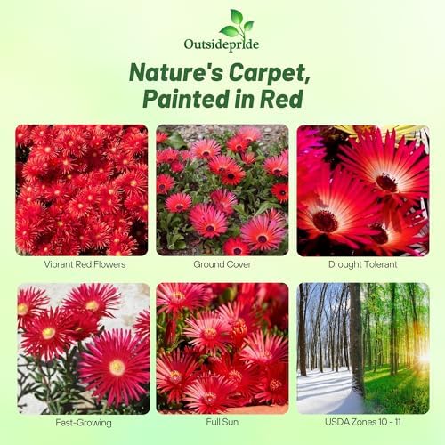 Outsidepride Gelato Red Ice Plant Seeds - 5000 Pcs Perennial, Drought Tolerant Ground Cover Seeds for Planting Vibrant Trailing Blooms, Ideal for Sunny Gardens & Xeriscape Landscaping - Image 2