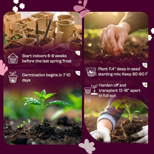 SVI 50 Pepperoncini Greek Golden Pepper Seeds (Capsicum annuum) – Greek Pepperoncini Peppers Seed Packets, Mild Sweet Peppers – Heirloom Vegetable Seeds for Home Garden, Raised Beds, Containers - Image 5