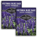 Victoria Blue Sage Seeds for Planting - 2 Packs by SurvivalGardenSeeds