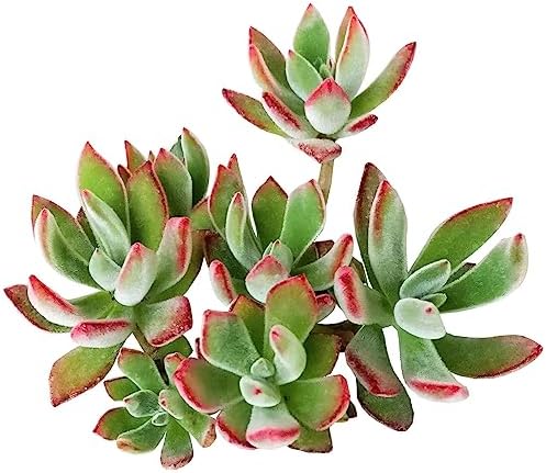 Echeveria Harmsii Ruby Slipper - Colorful 2 inch Succulents - Live Mini Succulent Plants Fully Rooted, Easy Care Indoor and Outdoor, Home and Garden Decor, Wedding Party Favor by SucculentsBox