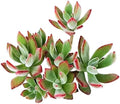 Echeveria Harmsii Ruby Slipper - Colorful 2 inch Succulents - Live Mini Succulent Plants Fully Rooted, Easy Care Indoor and Outdoor, Home and Garden Decor, Wedding Party Favor by SucculentsBox