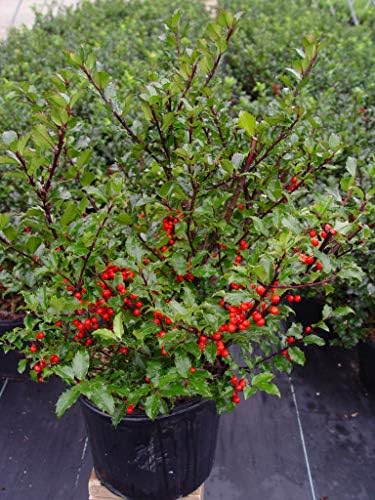 Ilex X meserveae 'Berryific' (Holly) Evergreen, Male & female in same pot, #3 - Size Container - Image 2