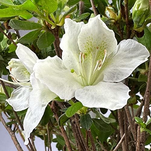 Girard's Pleasant White Azalea, Live Evergreen Flowering Shrub, 3 Gallon - Image 2