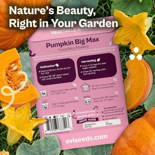 SVI 40 Big Max Pumpkin Seeds (Cucurbita Maxima) – Giant Pumpkin Seed Packets, Pumpkins Squash Garden Seed – Heirloom Vegetable Seeds for Home Garden, Outdoor Beds, and Sunny Home Plots - Image 2