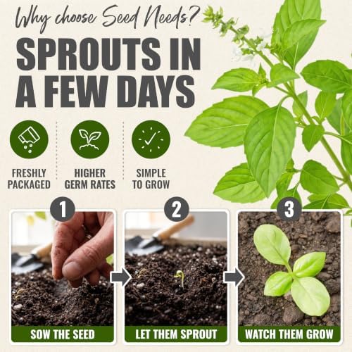 Seed Needs Lemon Basil Seeds to Plant an Herb Garden - 2 Packs - Image 5