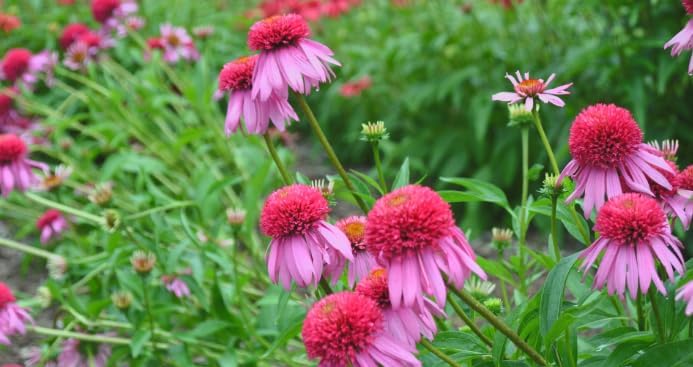 Double Scoop Bubblegum Coneflower Live Plant – Echinacea purpurea – Bright Pink Double Flowers – Hardy Pollinator Perennial – Butterfly Garden Flower – 2.5 Inch Pot - Image 3