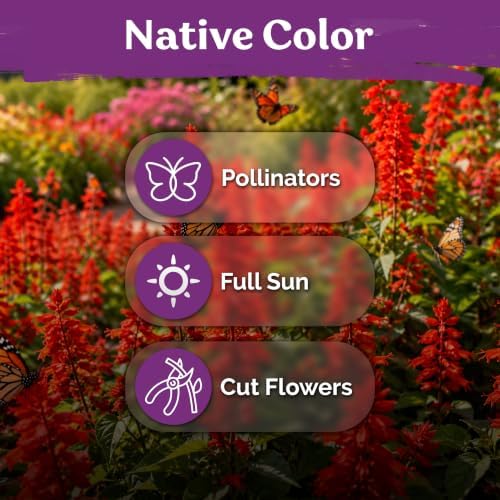 1,250 Scarlet Sage Heirloom Flower Seeds for Planting, Salvia Coccinea - Image 6