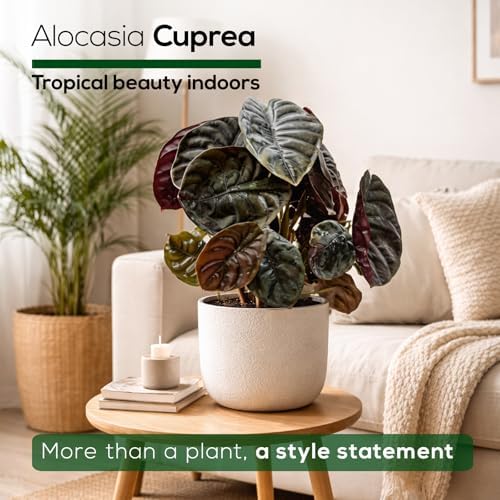 Alocasia Cuprea (4 Pack) Live Plant, Rare Indoor Alocasia, Metallic Leaf Elephant Ear, Tropical Houseplant Live, Starter Size Alocasia Plant, Exotic Foliage Houseplant for Home Decor Indoor Growing - Image 5