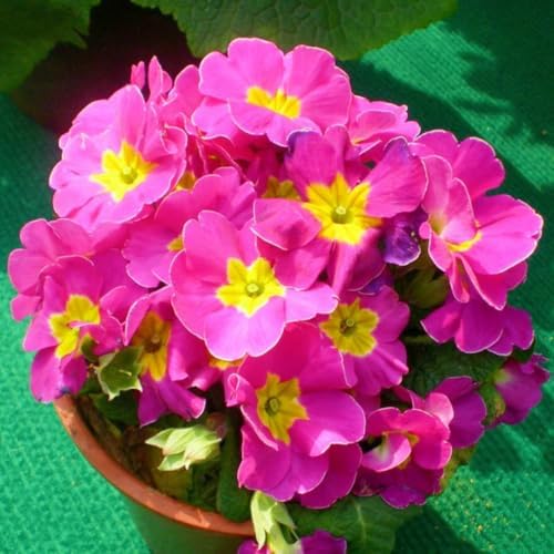 Primrose Flower Seeds (300pcs) – Colorful Perennial Blooms for Patio Pots, Rock Gardens & Bonsai Décor – Easy to Grow, Long-Lasting Spring Flowers Gift for Garden Lovers - Image 3