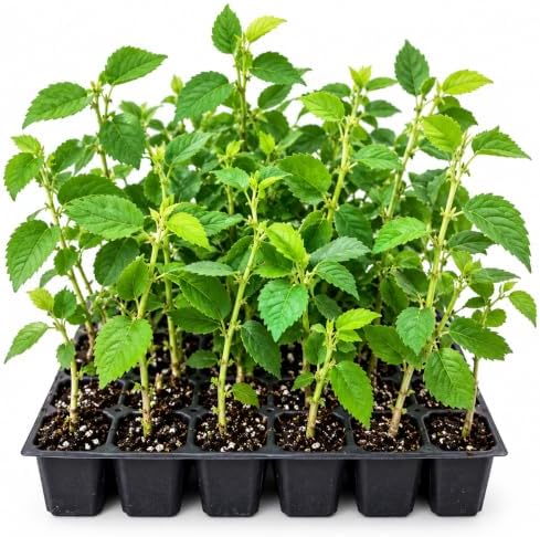 2 Red Jamaican Cherry Tree - Strawberry Tree Starter Live Plant (2 Pack) - Image 6