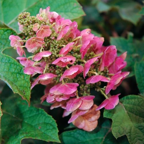 Ruby Hydrangea Live Plant, Flower Bush, 7-12 Inch Tall, 4 Inch Pot - Image 4