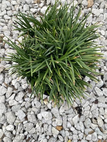 Dwarf Mondo Grass Live Plant, 1 Gallon, Ground Cover for Landscaping - Image 3