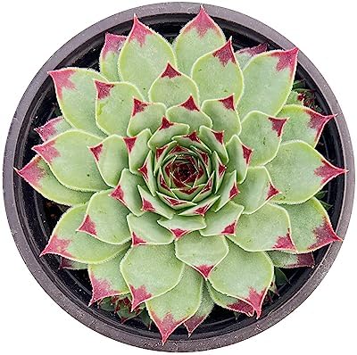 Sprout N Green Sempervivum 'Lady's Nail', Live Succulent Plant Fully Rooted in 4" Pot, House Plant for Indoor Outdoor Home Office Wedding Decoration DIY Project Party Favor - Image 2