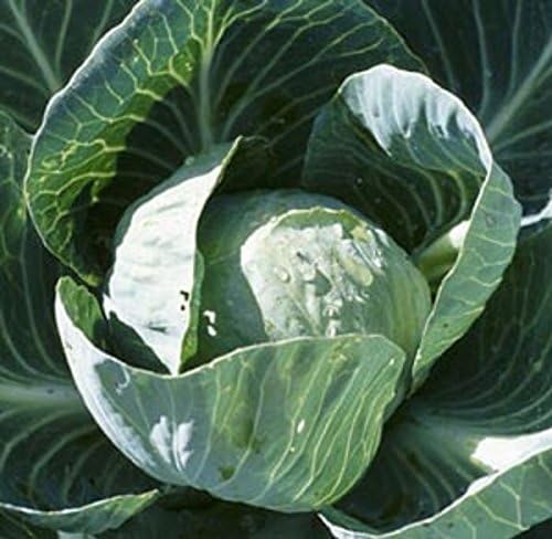 All Seasons Cabbage,200 Seeds,A very heat resistant,Hot summer - Image 7