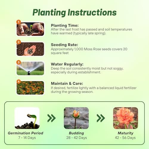 Outsidepride Tangerine Moss Rose Seeds - 500 Pcs Annual, Drought & Heat Tolerant, Pollinator Friendly Ground Cover Seeds for Planting w/Vibrant Blooms & Succulent Foliage, Ideal for Xeriscaping - Image 4