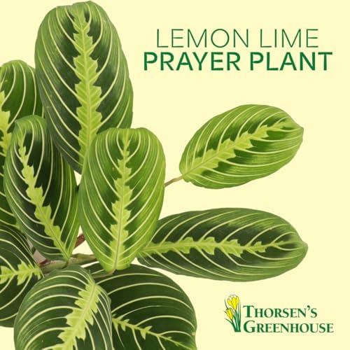 Live Lemon Lime Prayer Plant, Pet Friendly, Easy to Grow, 4" Pot - Image 3