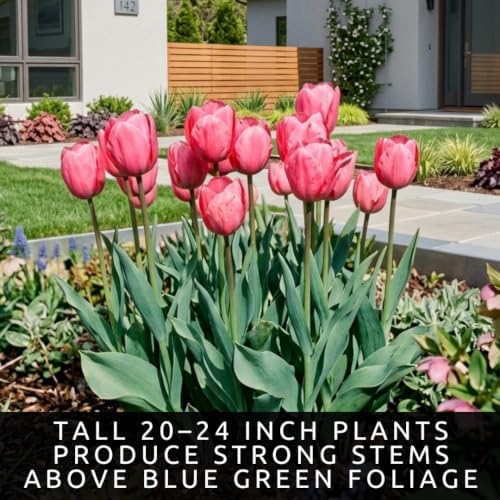 25 Pink Impression Tulip Bulbs | Large Pink Spring Blooms | Fall Planting - Image 4