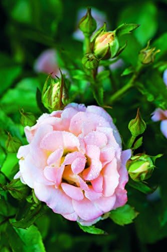Perfect Plants Peach Drift Rose Live Plant, 3 Gallon, Outdoor Flower Bush - Image 3
