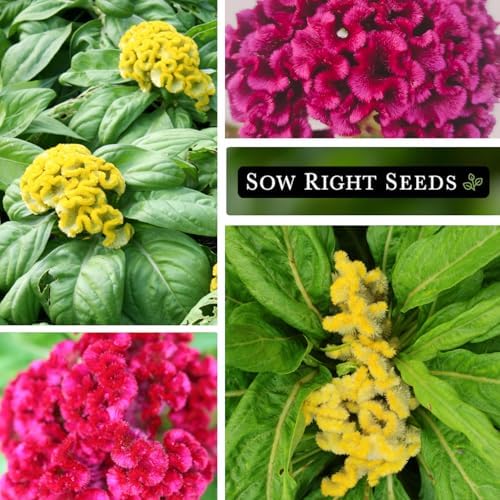 Sow Right Seeds - Cockscomb Crested Mix Celosia Seed for Planting Flower - Image 4