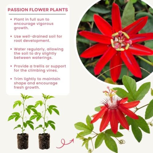 Red Passion Flower Plant, Live Passiflora Vine, 4-8 Inch Tall - Image 3