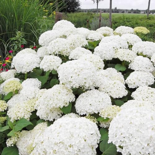 Brighter Blooms Annabelle Hydrangea Shrub, 2 Gallon - Image 2