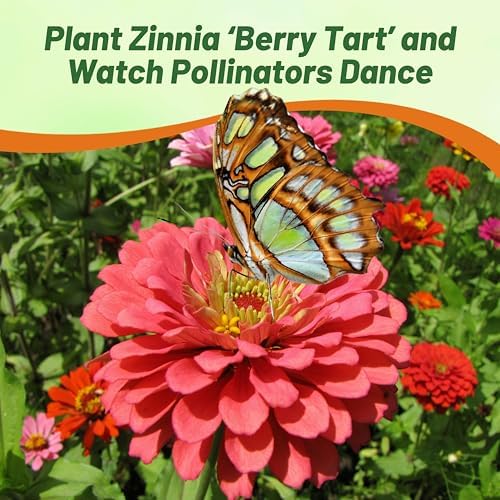 Outsidepride Berry Tart Zinnia Seeds - 1000 Pcs Annual, Heat & Drought Tolerant Flower Seeds for Planting w/Vibrant Blooms for Pollinator Gardens & Floral Arrangements - Image 5