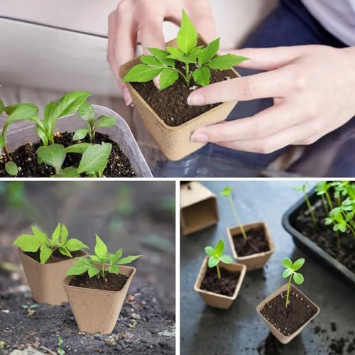 KOAMLY Square Peat Nursery Pots 150 Pcs 3in Biodegradable and Label, Used for Outdoor Gardens in Plant Nurseries - Image 5