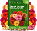 1000+ Zinnia Dahlia Seeds for Planting 2026, Double Dahlia Zinnia Elegans Seeds, Heirloom Non-GMO Mixed Color Annual Flower Seeds for Cut Flower Gardens, Borders & Containers by Jocadew