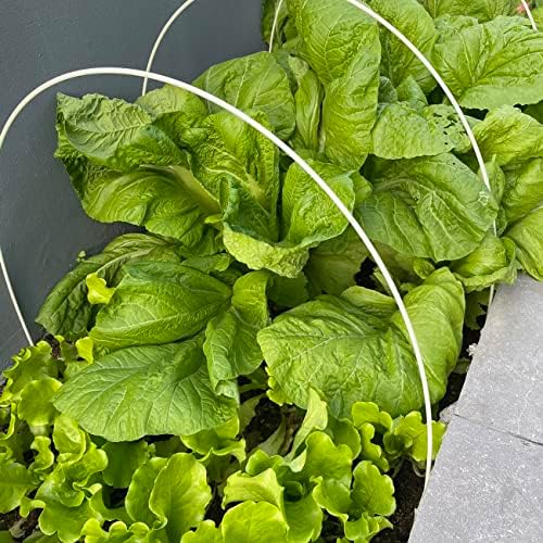 4000+ Florida Broadleaf Mustard Seeds for Planting Vegetable Seeds for Green Leaf Non-GMO Heirloom Garden Seed Small GAI Choi Cải bẹ xanh (Pack of 2) - Image 6