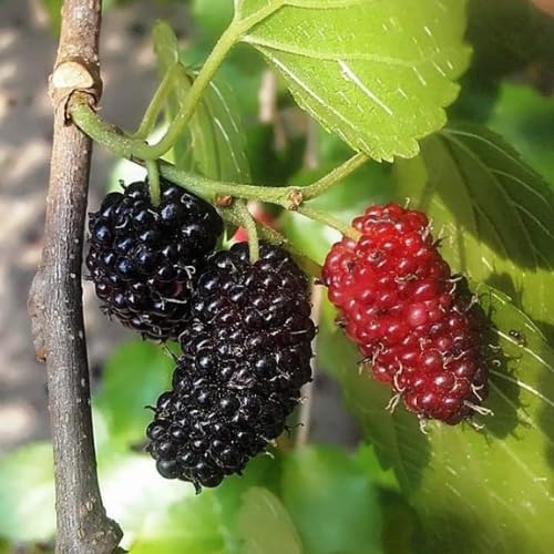 Dwarf Mulberry Tree Live Plant, 5-8" Mulberry Starter Plant - Image 2