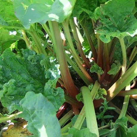 Votaniki Victoria Rhubarb Crown - Perennials, Bulk & Wholesale Rhubarb Crown Ready to Plant | Easy to Grow, Comes Back Every Year (50 Pack) - Image 2