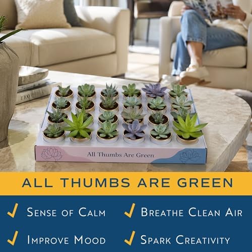 Costa Farms Mini Succulents, Live Indoor Plants, Easy Care Decor, 24-Pack - Image 5