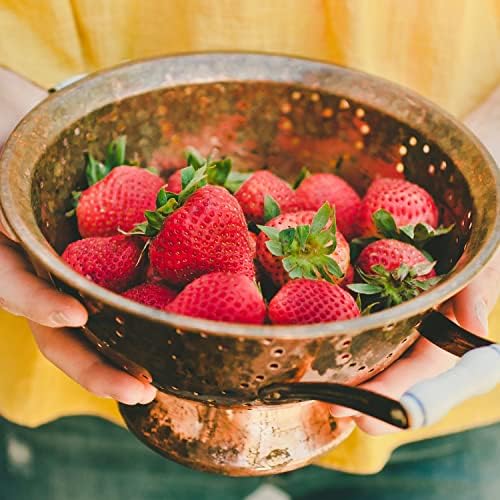 Bonnie Plants Strawberry, Live Plant, 19.3 oz. (4-Pack) - Image 3