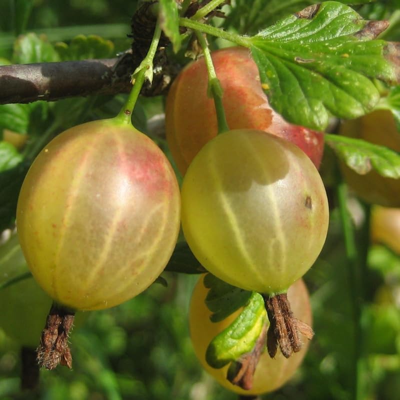 Gooseberry Bush Live Plant, Cold Hardy Berry Tree, 5-10 Inch Tall - Image 3