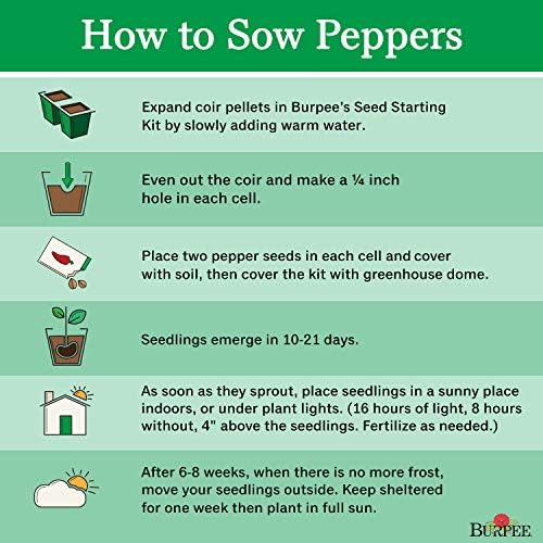 Burpee Large Cherry Hot Pepper Seeds – Hot Red Cherry Pepper Seeds for Home Garden Growing, 150 Seeds - Image 4