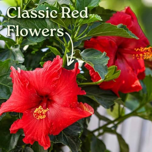 Hibiscus Plant Live - Hibiscus Bush - Red President - Overall Height 26" to 28" - Tropical Plants of Florida (Plant Only) - Image 2