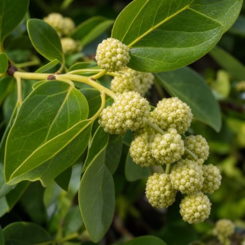 Buttonwood | 3 Live Plants | Conocarpus Erectus | Live Coastal Tree | Evergreen Foliage | Fast Growing Shade Plant | Drought Tolerant | Ideal for Landscaping | Outdoor Ornamental - Image 3