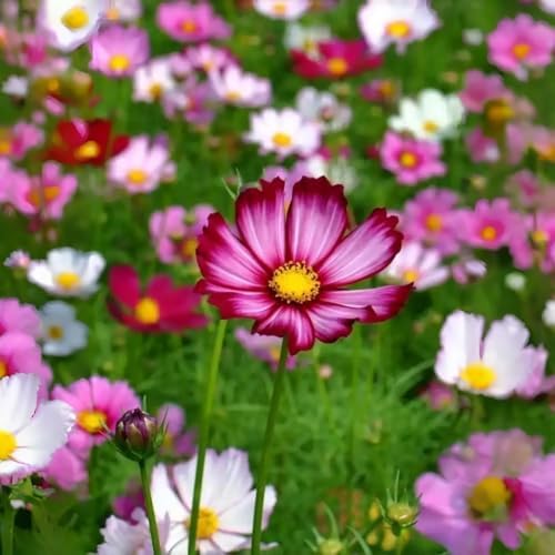 Cosmos Flower Seeds 300PCS, Easy Growing Colorful Outdoor Blooms - Image 5