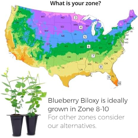 Fam Plants Live Blueberry Biloxi Bush (4 Pack) Southern Highbush Berry - Image 3