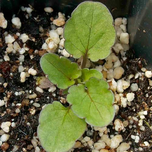 Seed Needs Swiss Giants Pansy Seeds to Plant a Mixture of Flowers 1 Pack - Image 4