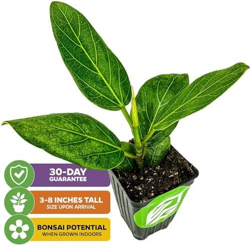 Audrey Fig (Banyan Tree) Live Plant - Ficus benghalensis by Wellspring Gardens - Easy-Care Ornamental Beauty, Perfect Sacred Starter Plant for Your Home & Garden Elegance - Image 2
