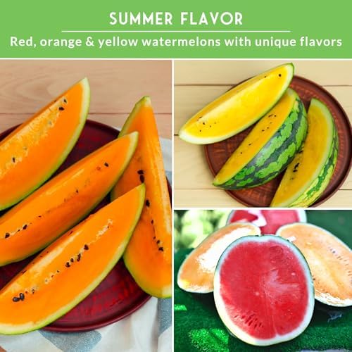 Tri-Color Watermelon Seeds for Planting - Heirloom Variety Pack - Image 4