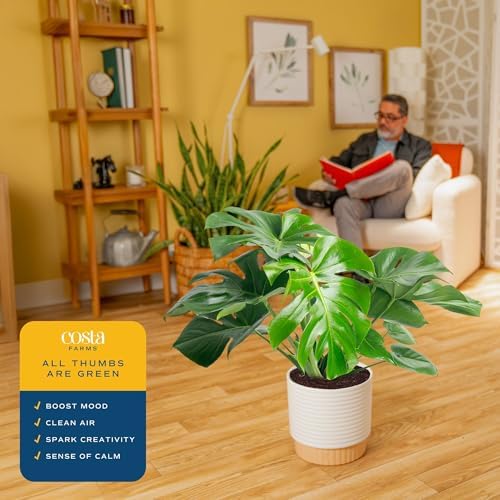 Costa Farms Monstera, Live Indoor Plant, Tropical Plant, Home Decor - Image 5