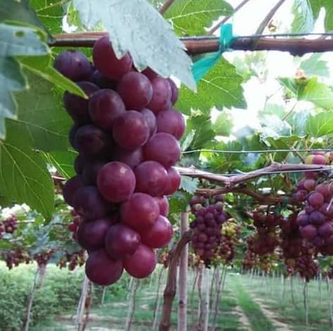 Red Flame Seedless Grape Vine Live Plants, Sweet Grapevine Plants Live for Planting, Climbing Grape Vine, 8-12 Inch Tall, No Pot - Image 5