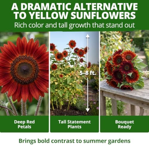 HOME GROWN Sunflower Seeds, Velvet Queen, 200 Seeds, Helianthus annuus - Image 5